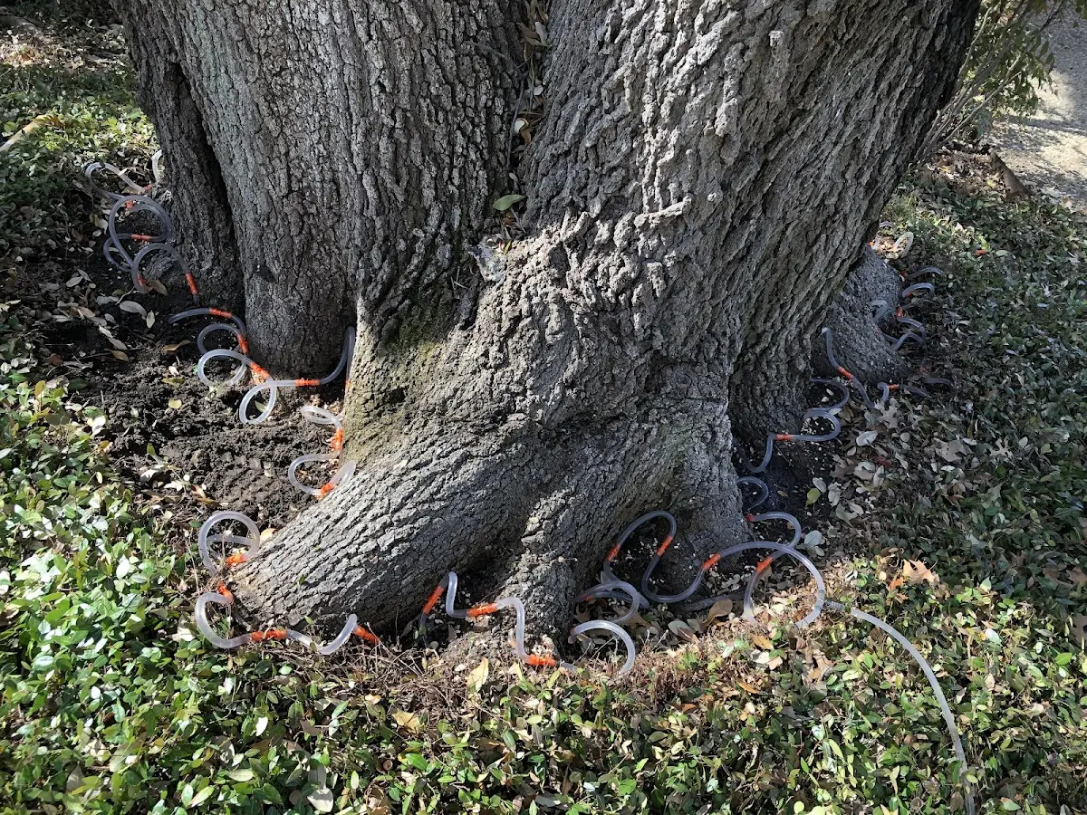 Detailed Tree Cabling and Bracing job site in Whiteville