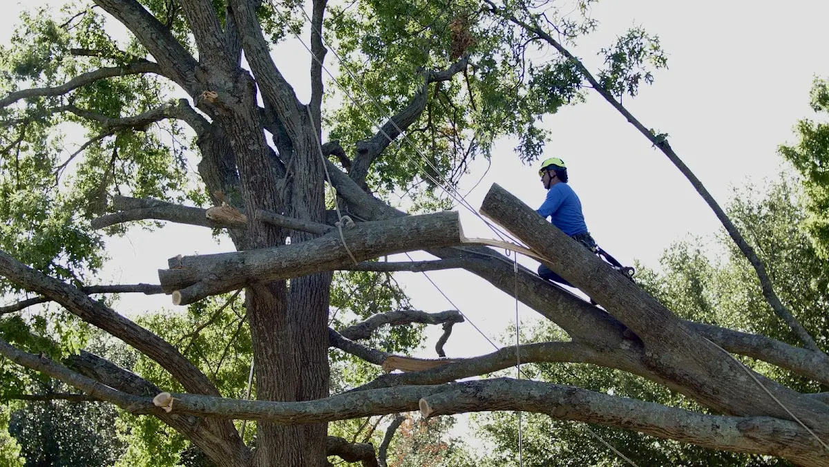 Professional Hazardous Tree Removal performed by certified arborists in Whiteville